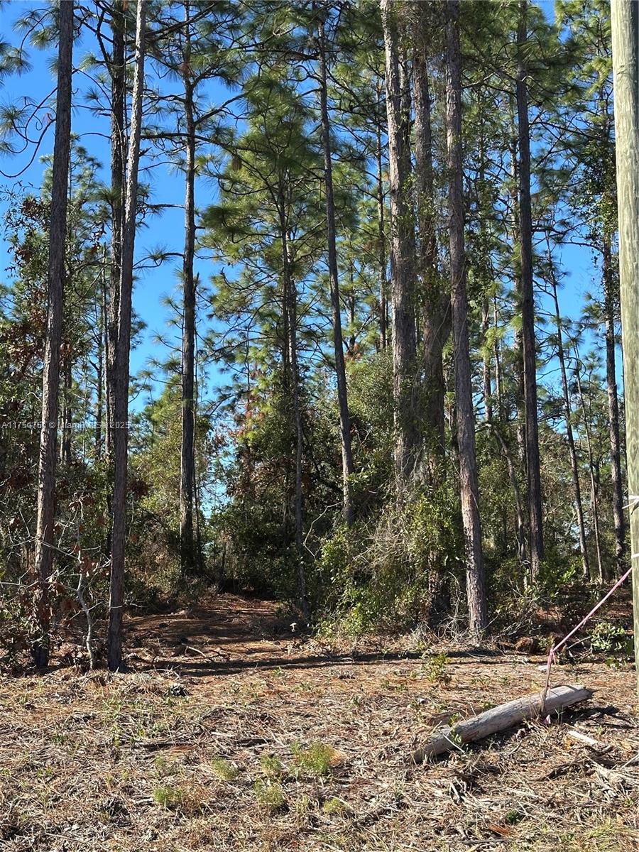 0 Southwest 209th Avenue Dunnellon, FL 34431 - Photo 7 of 12 a view of a yard with plants and trees