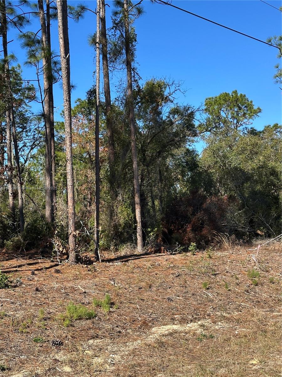 0 Southwest 209th Avenue Dunnellon, FL 34431 - Photo 8 of 12 a view of outdoor space with trees