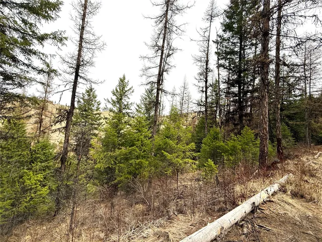 a view of a forest filled with trees