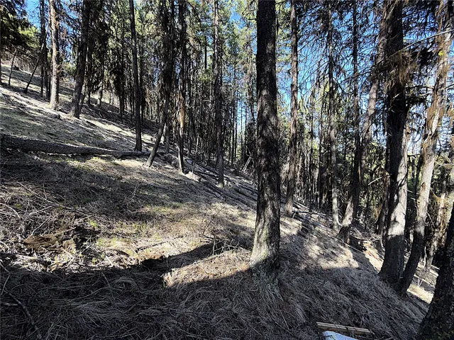 a view of a tree with a yard