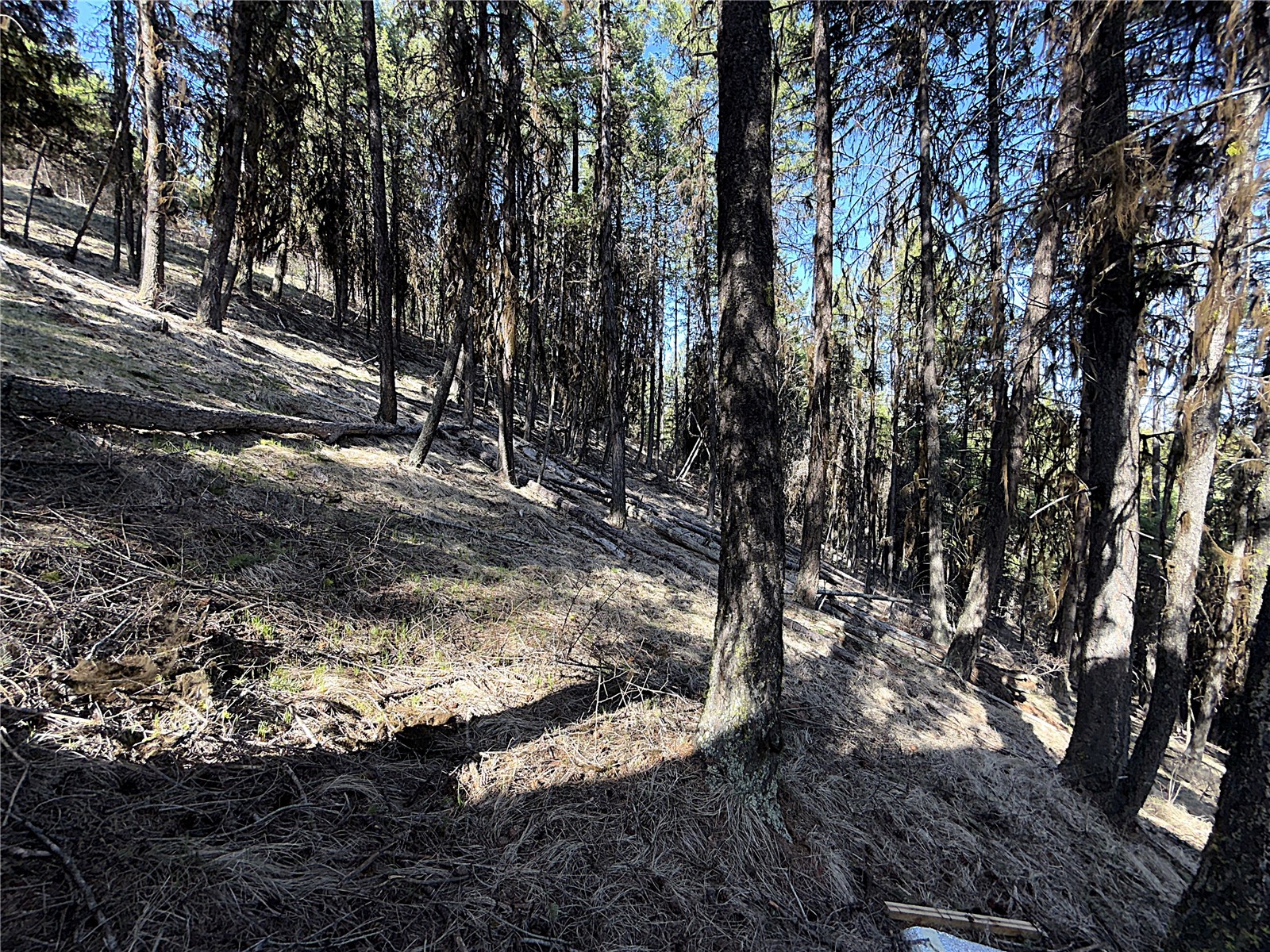 -tbd Tbd Give Out Creek Road Wauconda, WA 98859 - Photo 19 of 28 a view of a tree in a yard