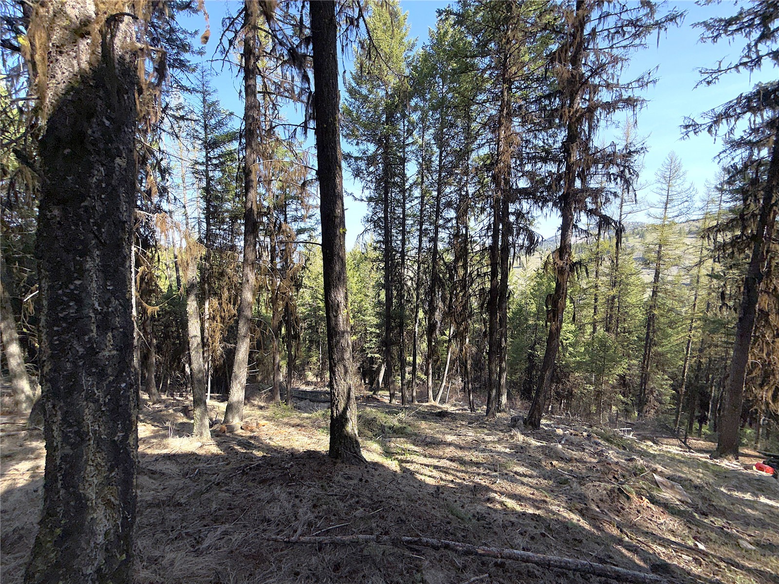 -tbd Tbd Give Out Creek Road Wauconda, WA 98859 - Photo 20 of 28 a view of a tree with a yard