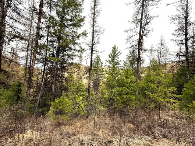 a view of a forest with a tree