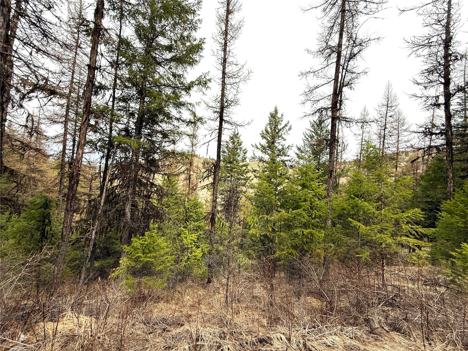 -tbd Tbd Give Out Creek Road Wauconda, WA 98859 - Photo 4 of 28 a view of a forest with a tree