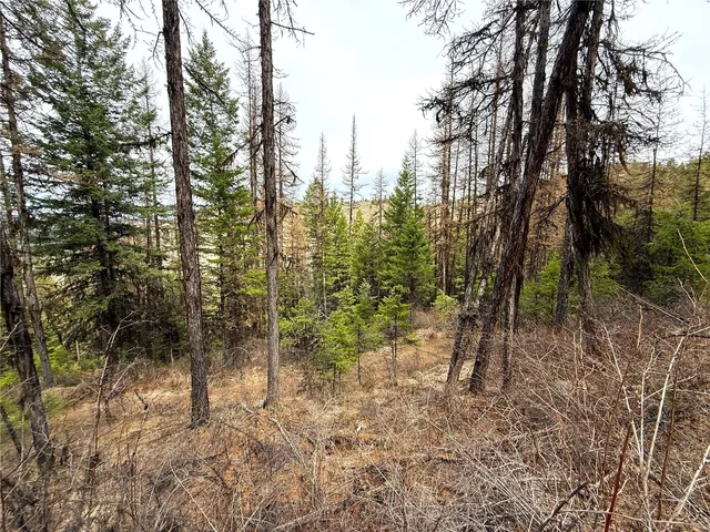 a view of a forest with trees