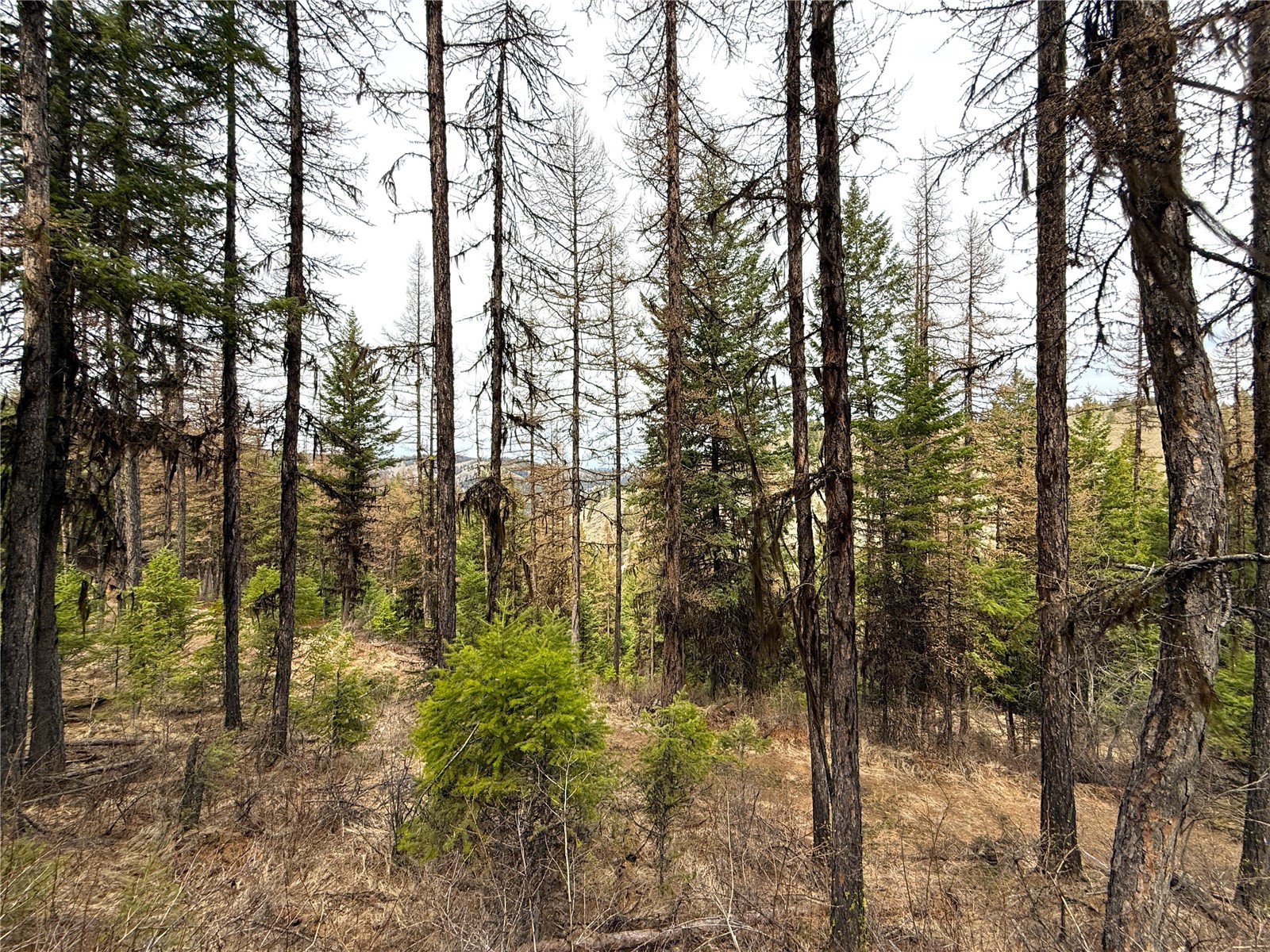 -tbd Tbd Give Out Creek Road Wauconda, WA 98859 - Photo 6 of 28 a view of mountain view with lots of trees