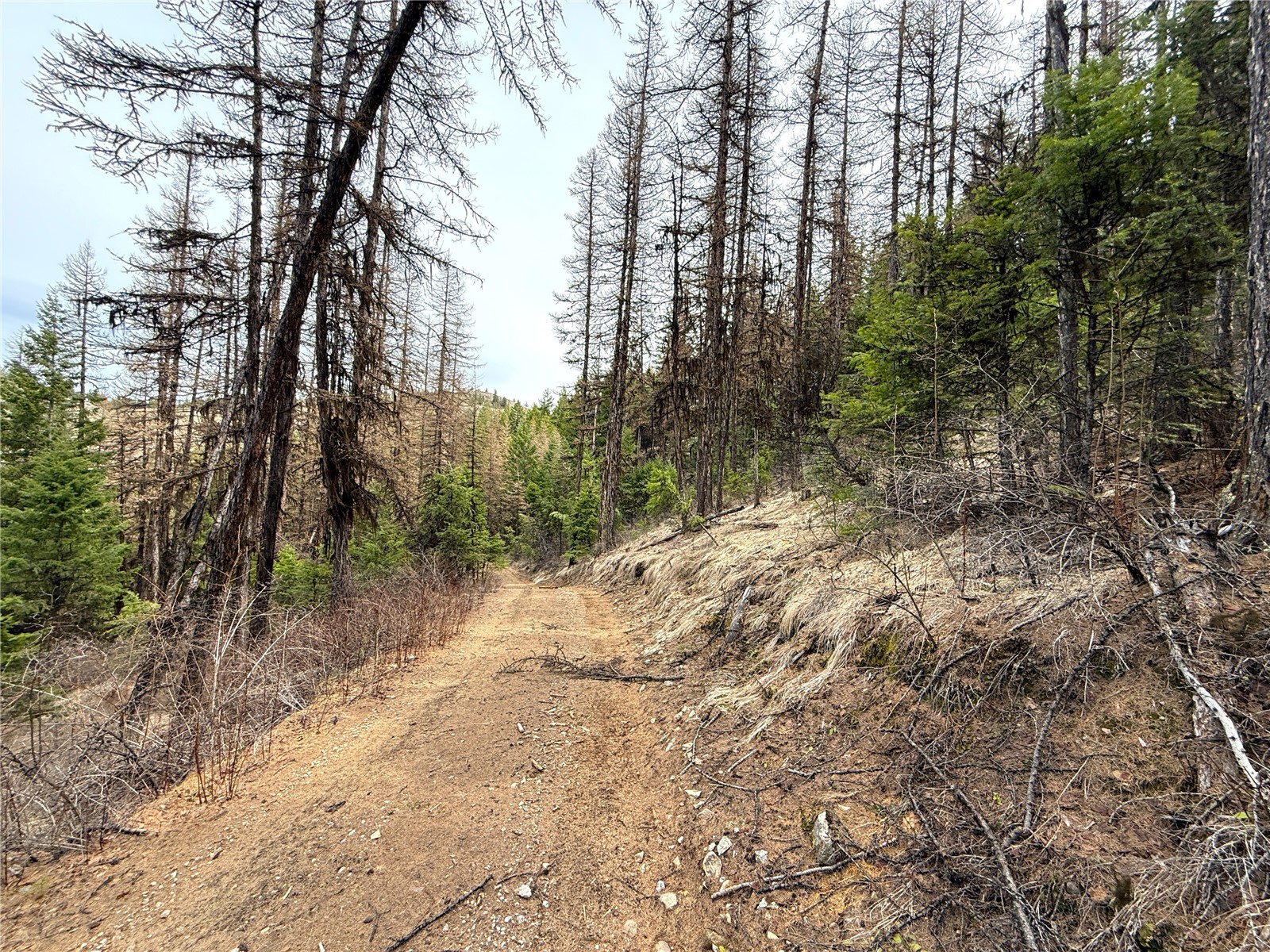 -tbd Tbd Give Out Creek Road Wauconda, WA 98859 - Photo 10 of 28 a view of a forest with trees