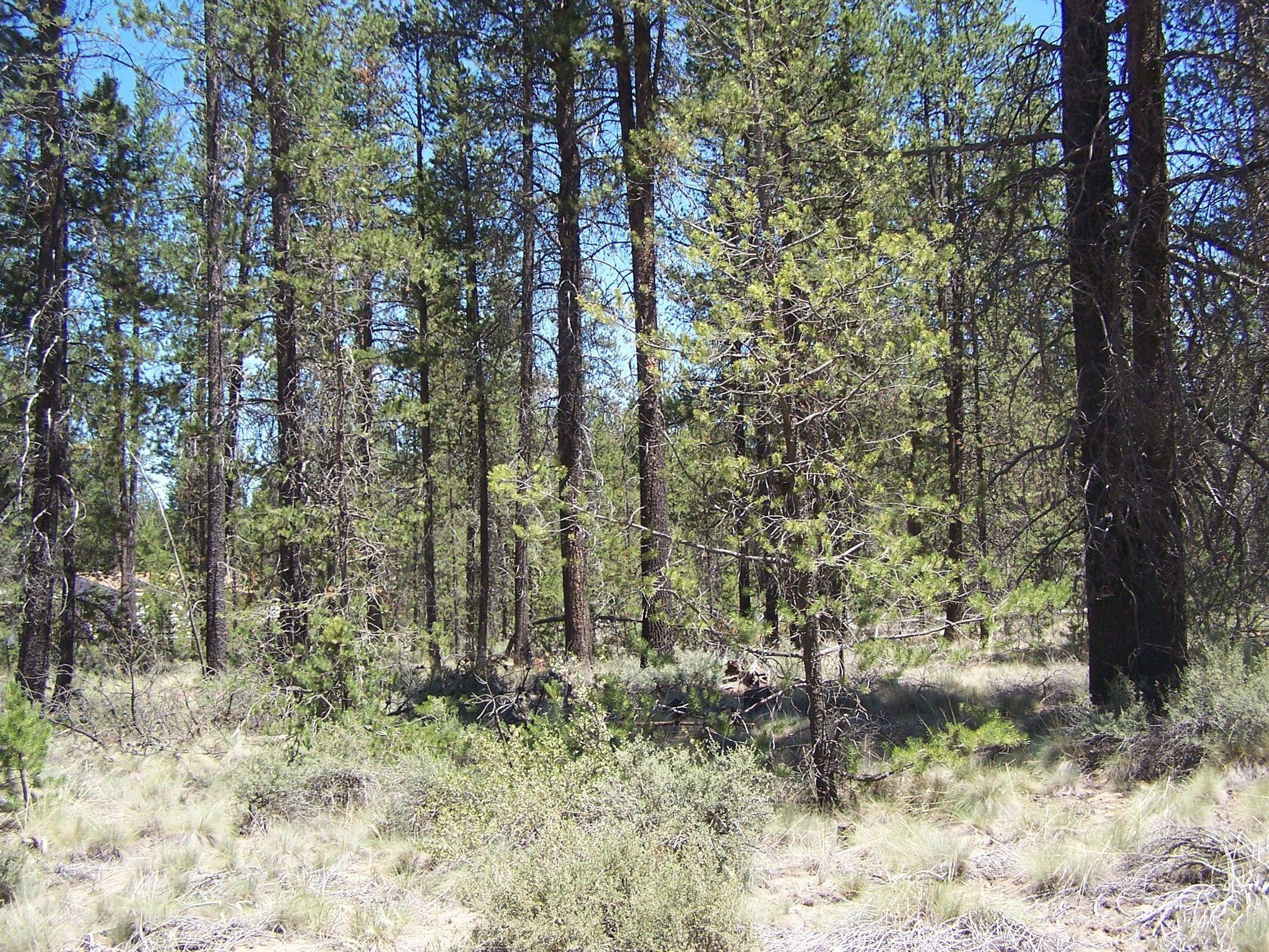 Skidgel Road La Pine, OR 97739 - Photo 5 of 7 20210708190403041502000000-o