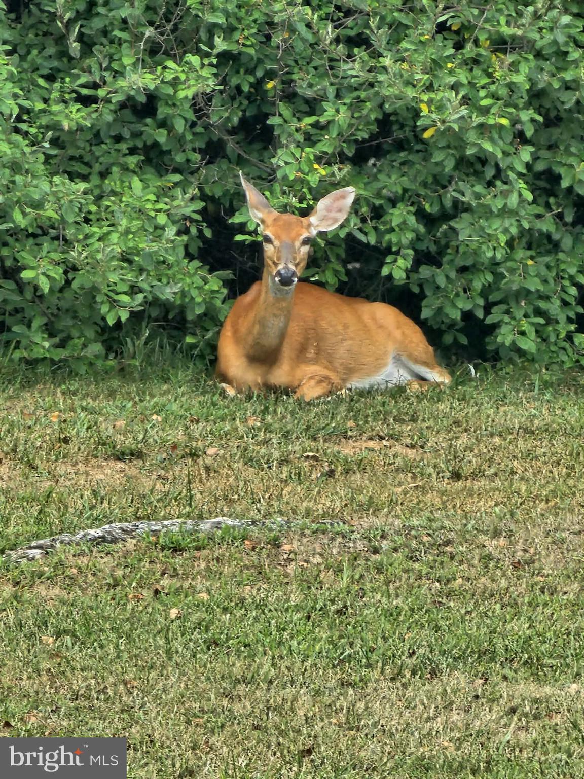 764 Quarry Road Bunker Hill, WV 25413 - Photo 83 of 84 a backyard of a house with a yard and outdoor seating
