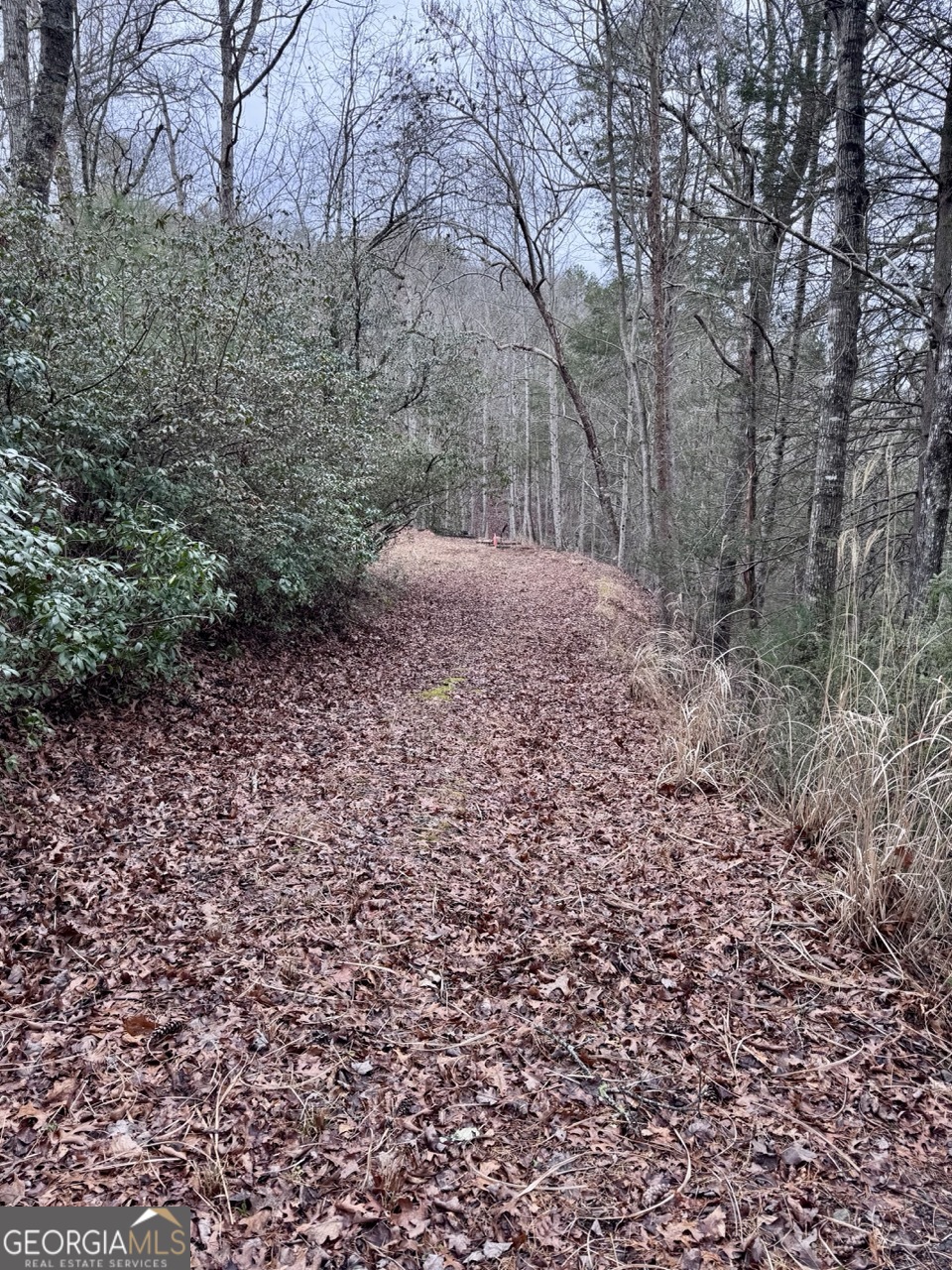 5565 Cavender Creek Road Dahlonega, GA 30533 - Photo 16 of 17 a view of a yard with plants and trees