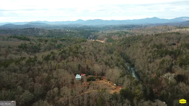 a view of a forest with a tree