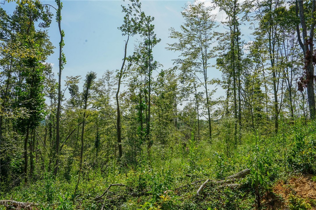 Blackfork Road Oak Hill, OH 45656 - Photo 20 of 24 View of landscape