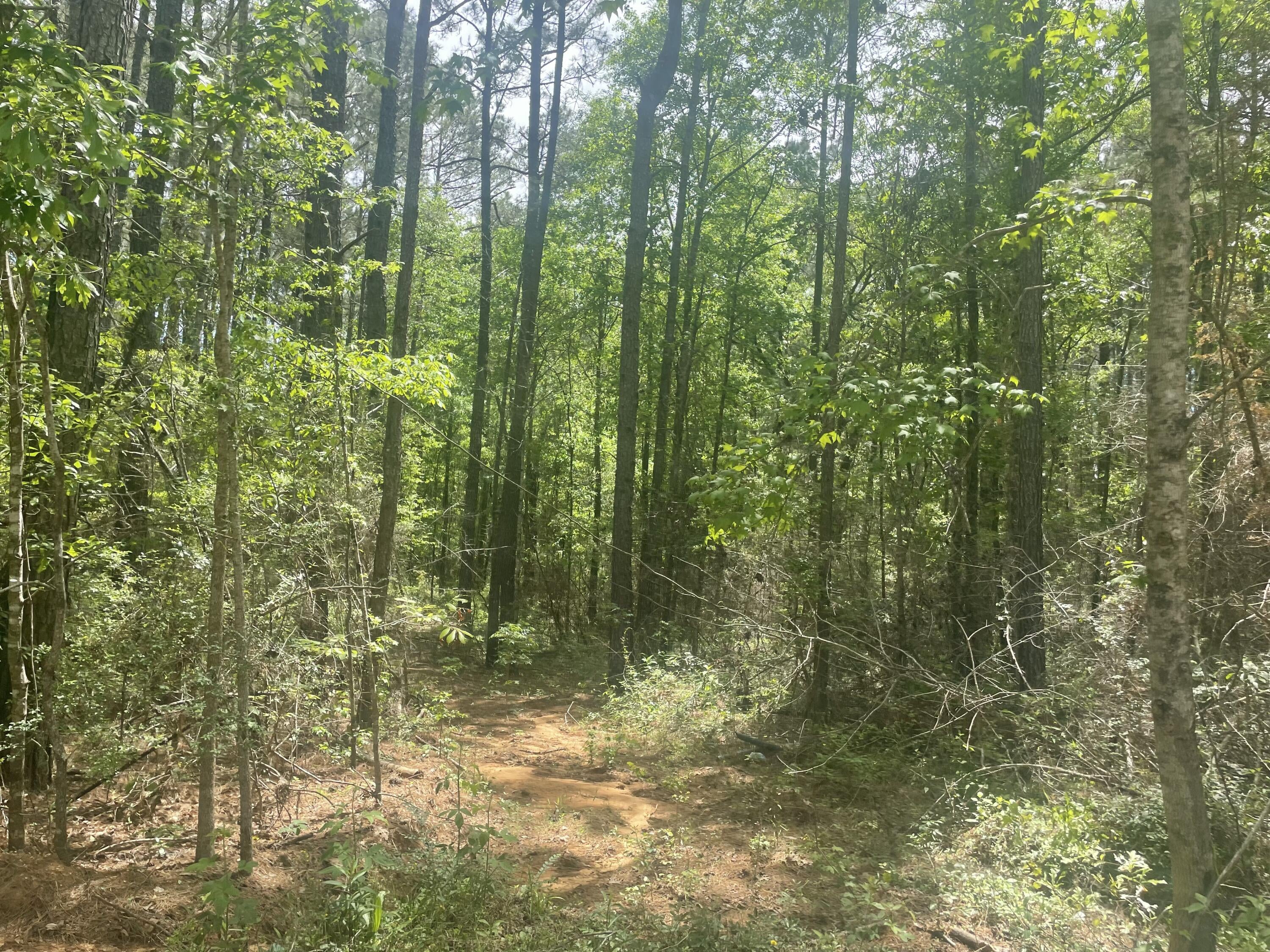 9.5-acres Debby Brown Road Purvis, MS 39475 - Photo 5 of 8 IMG_2137