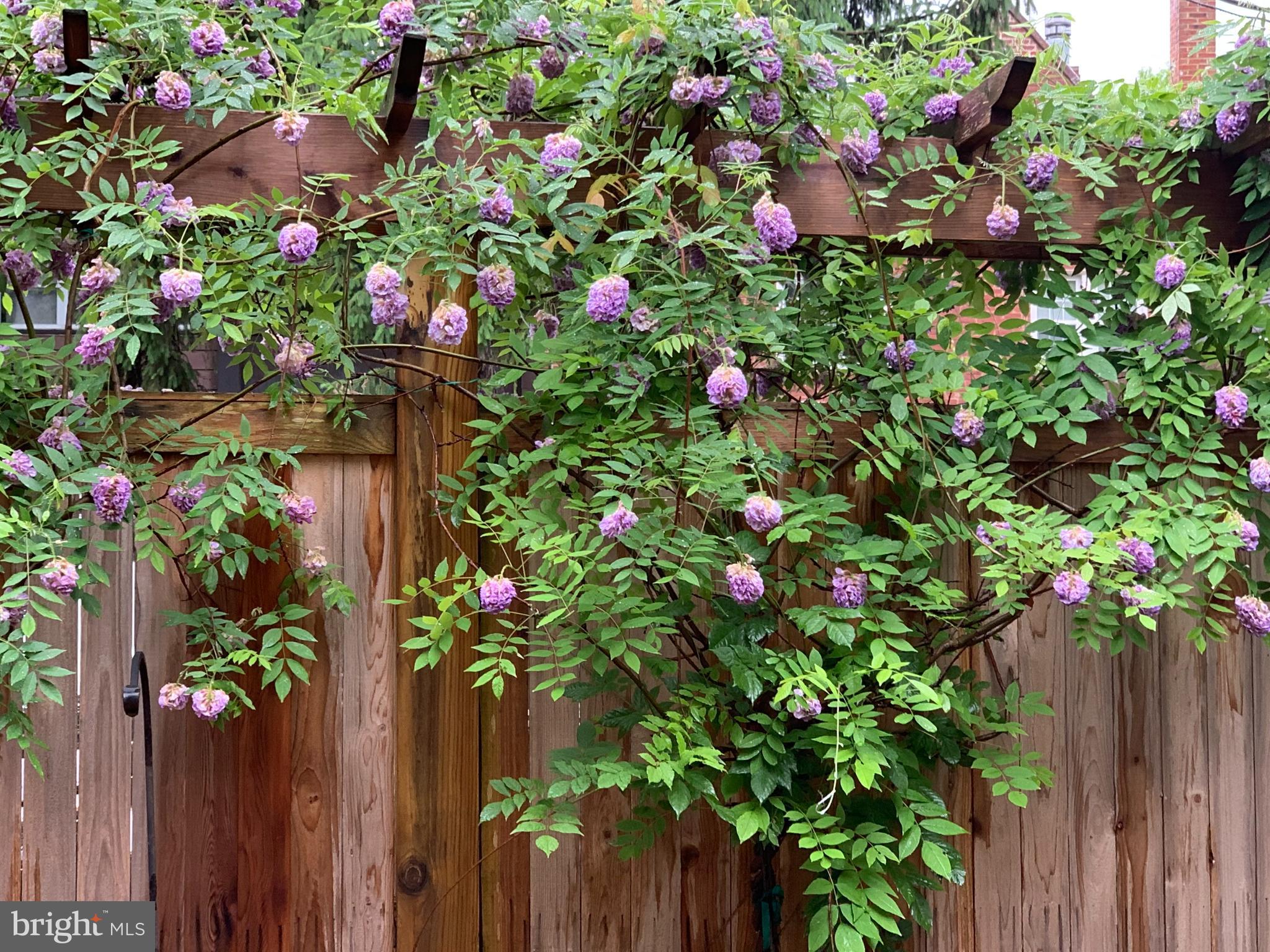 4462 Reservoir Road Northwest Washington, DC 20007 - Photo 42 of 46 Wysteria in bloom