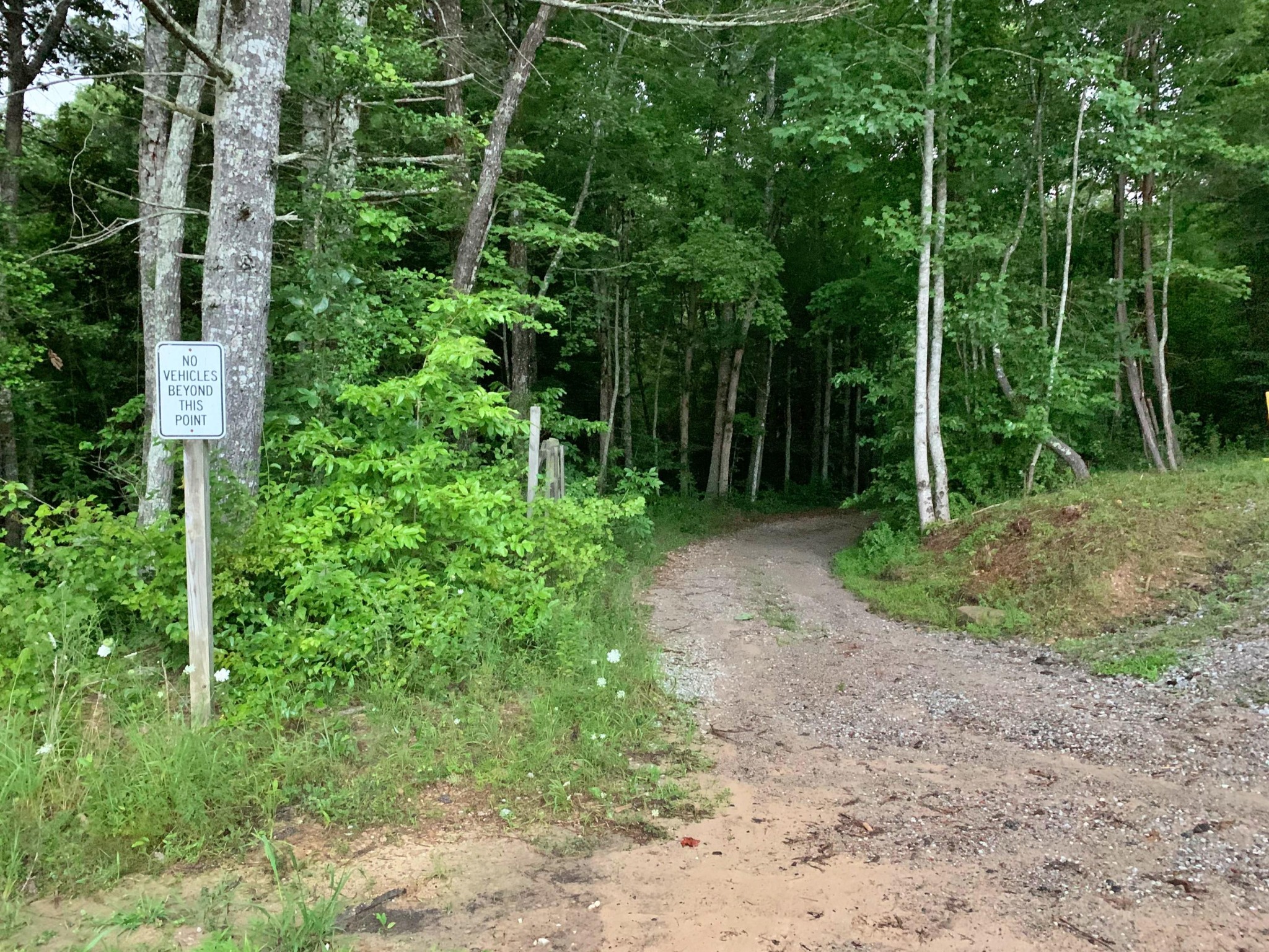 0 Station Camp Road Oneida, TN 37841 - Photo 7 of 7 a view of forest