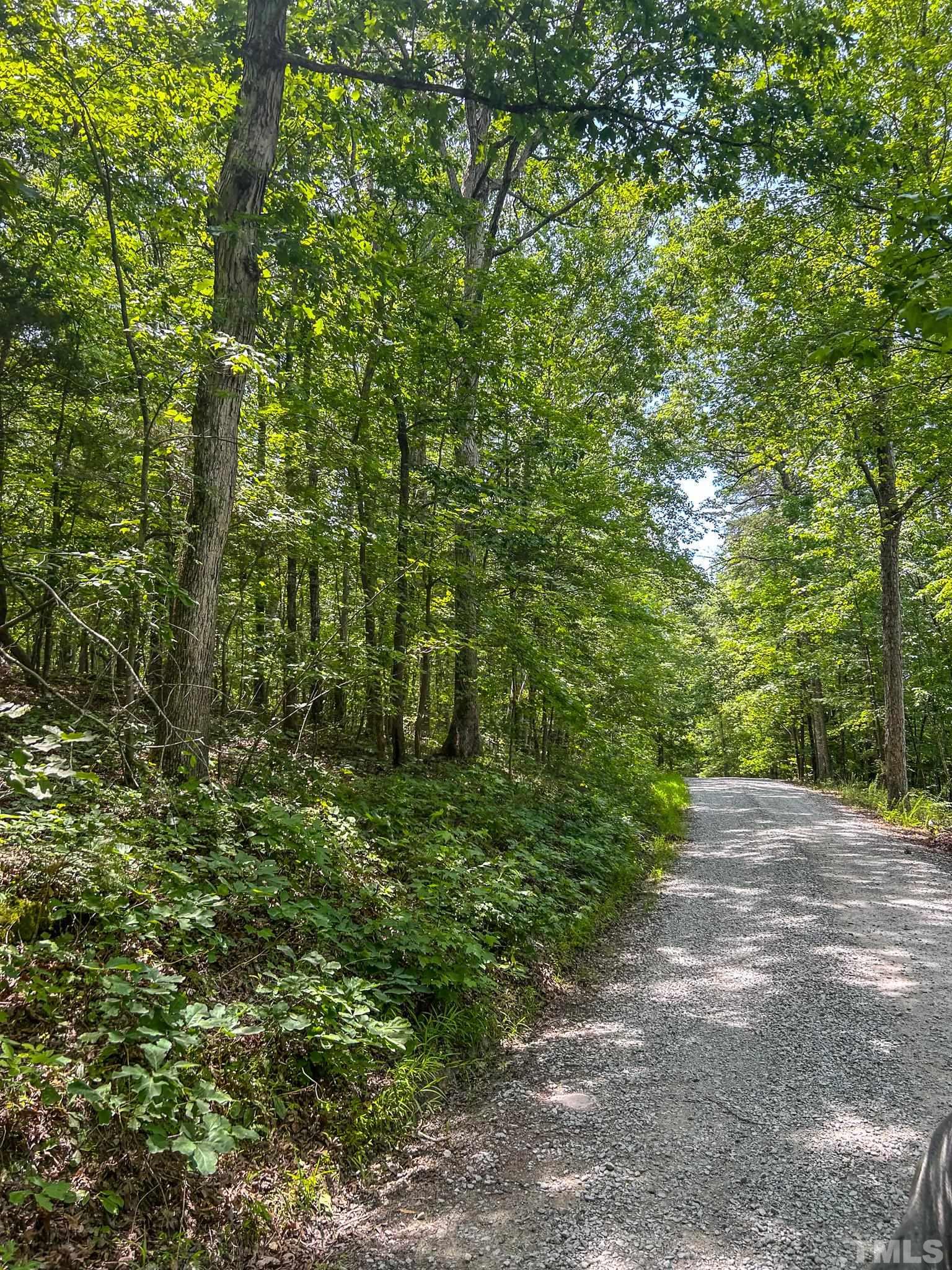 Lot 2 Thunder Road Rougemont, NC 27572 - Photo 3 of 6 a view of a yard with plants and large trees