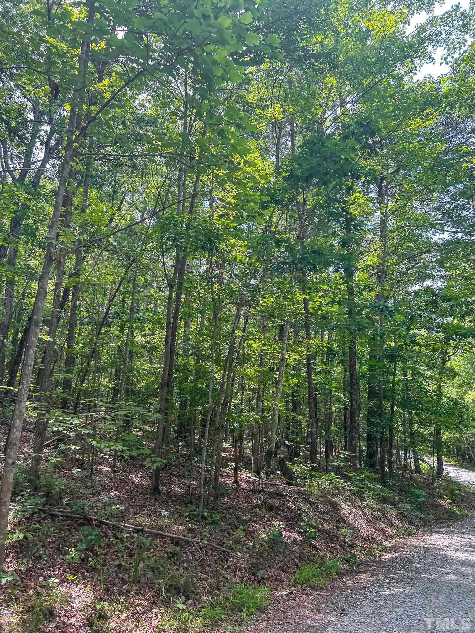 Lot 2 Thunder Road Rougemont, NC 27572 - Photo 6 of 6 a view of a forest with trees in the background