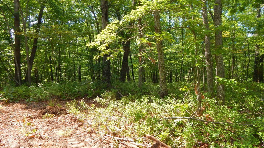 14.89-ac Hot House Road Murphy, NC 28906 - Photo 6 of 19