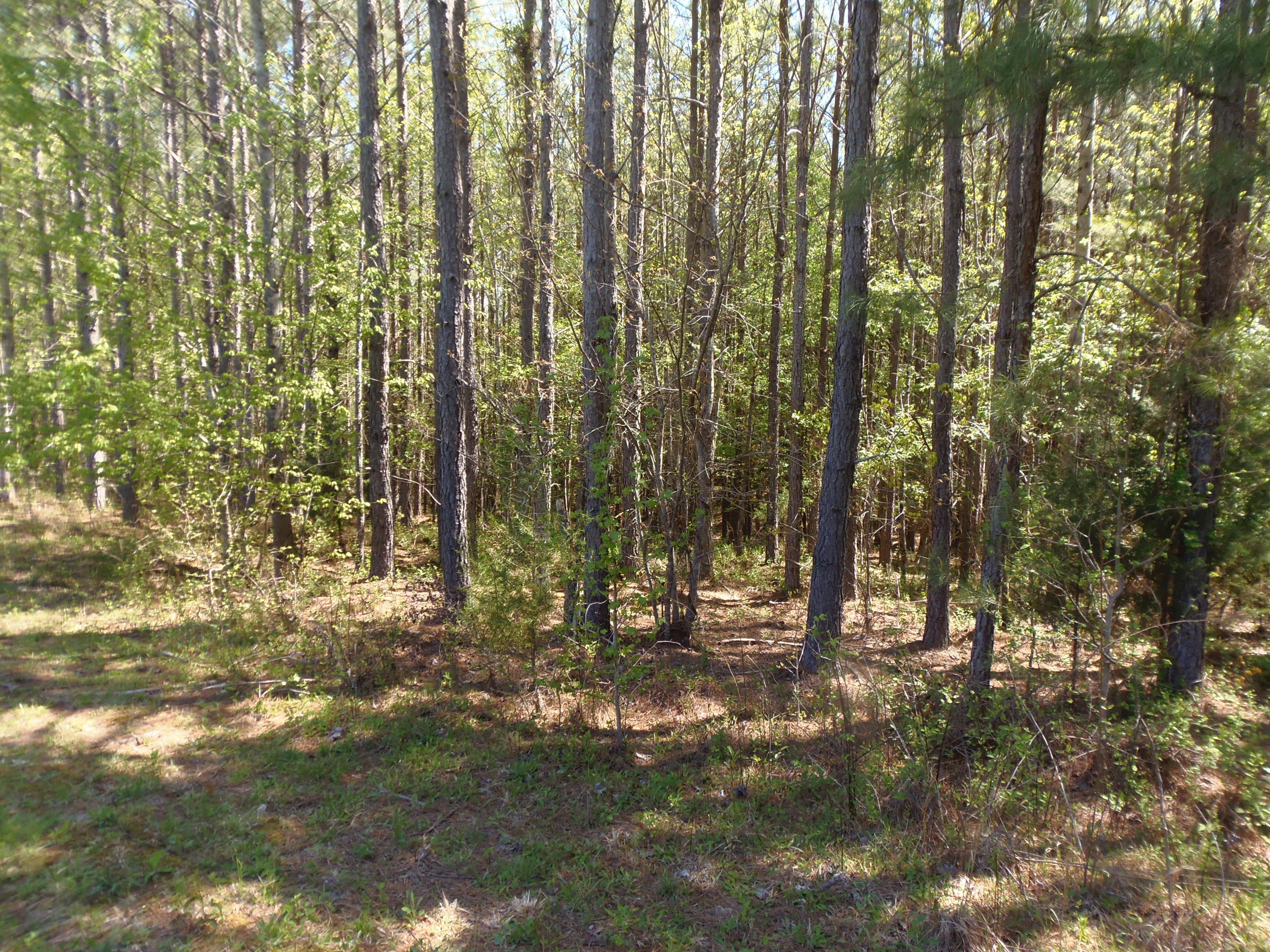 192 County Road Niota, TN 37826 - Photo 11 of 37 P4200814