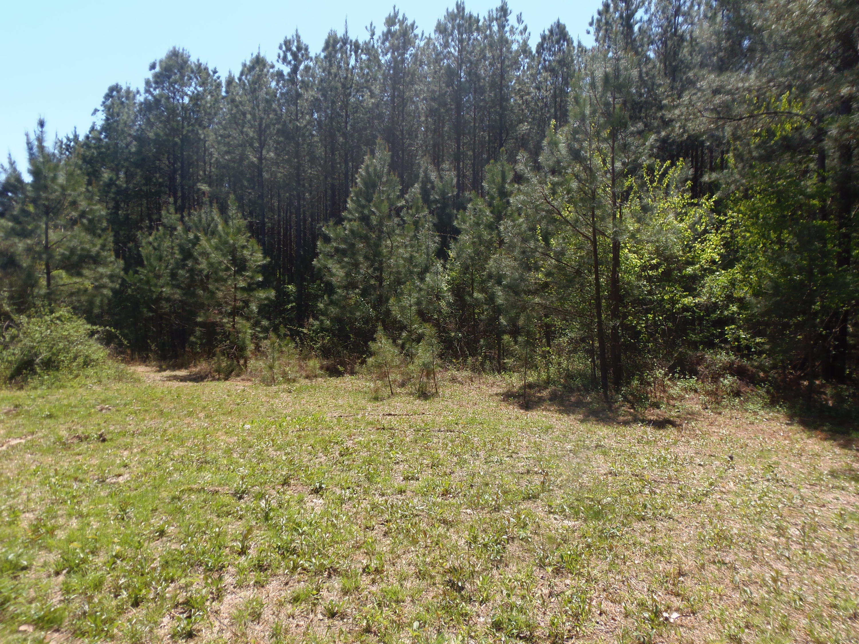 192 County Road Niota, TN 37826 - Photo 13 of 37 P4200822