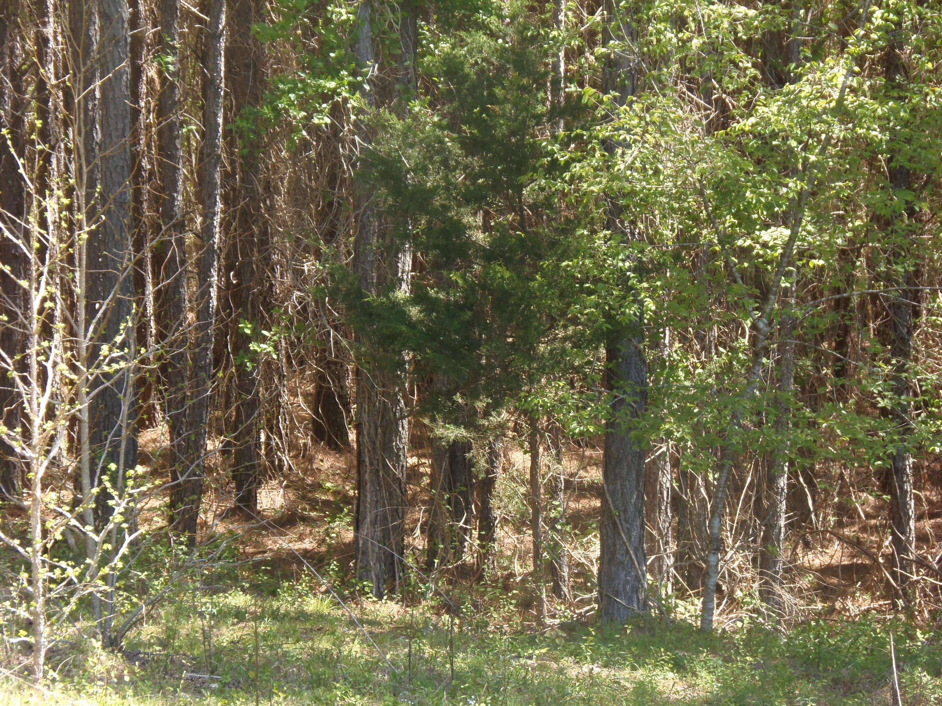 192 County Road Niota, TN 37826 - Photo 22 of 37 P4200829