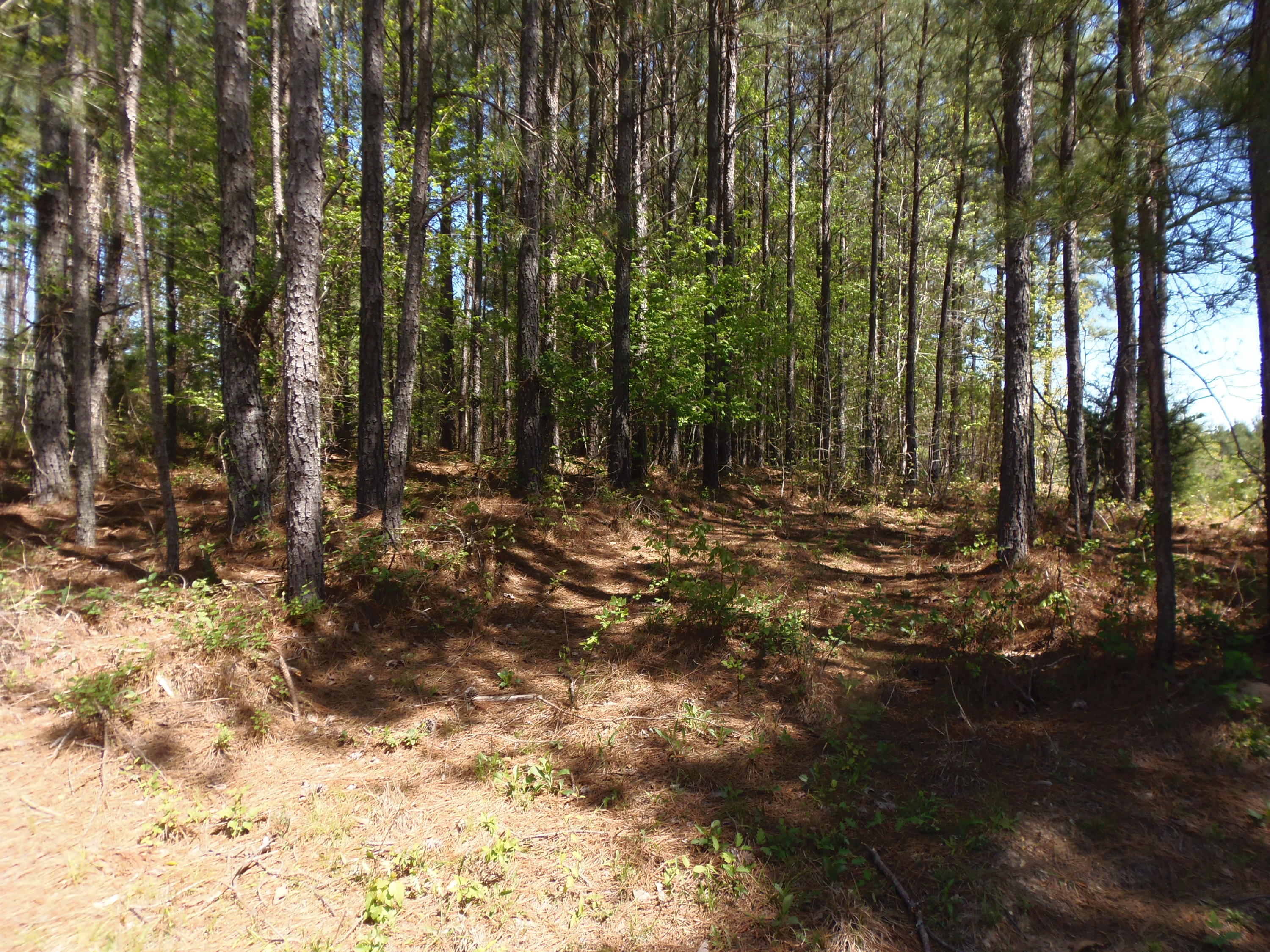 192 County Road Niota, TN 37826 - Photo 29 of 37 P4200836