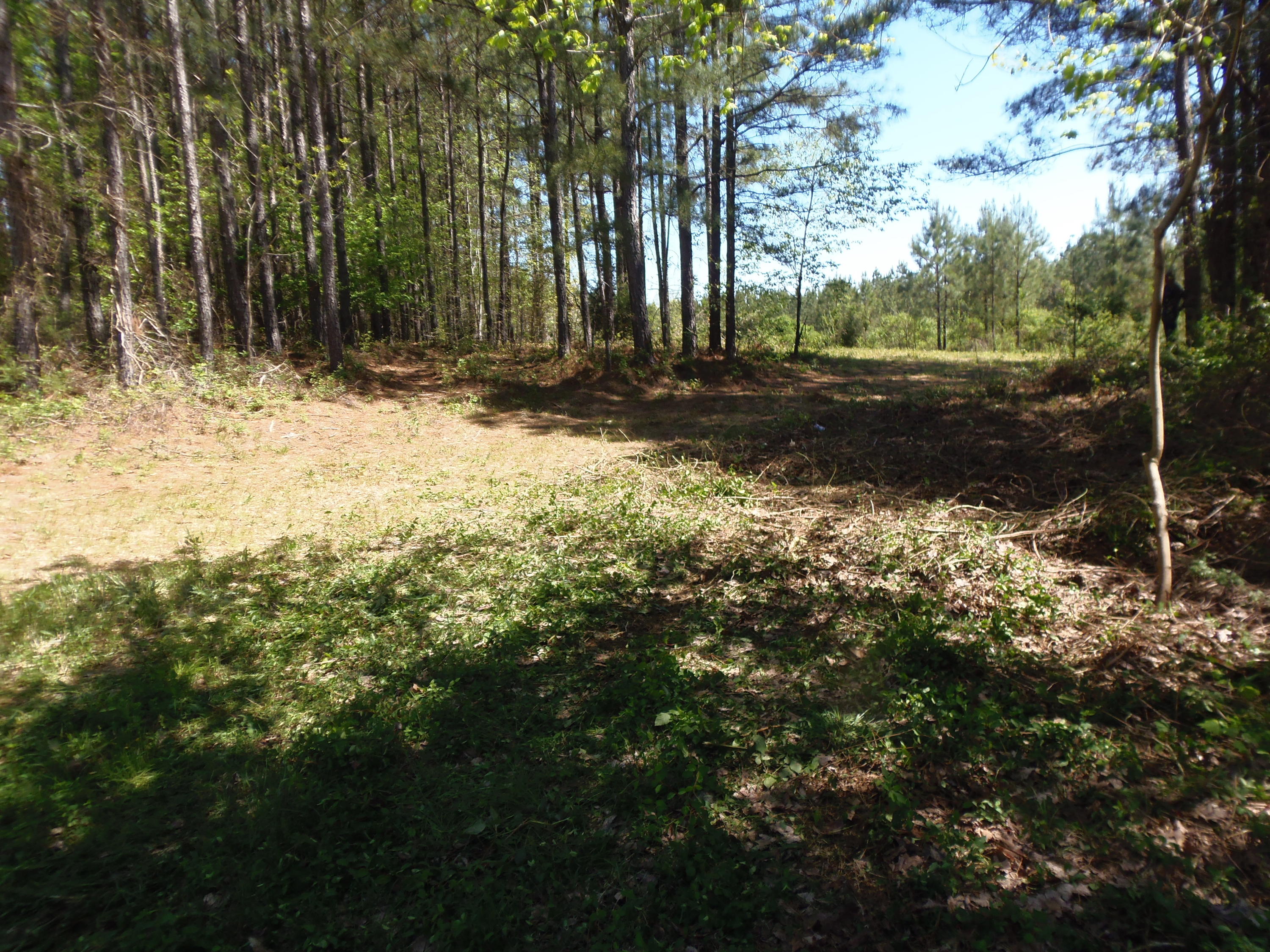 192 County Road Niota, TN 37826 - Photo 4 of 37 P4200821
