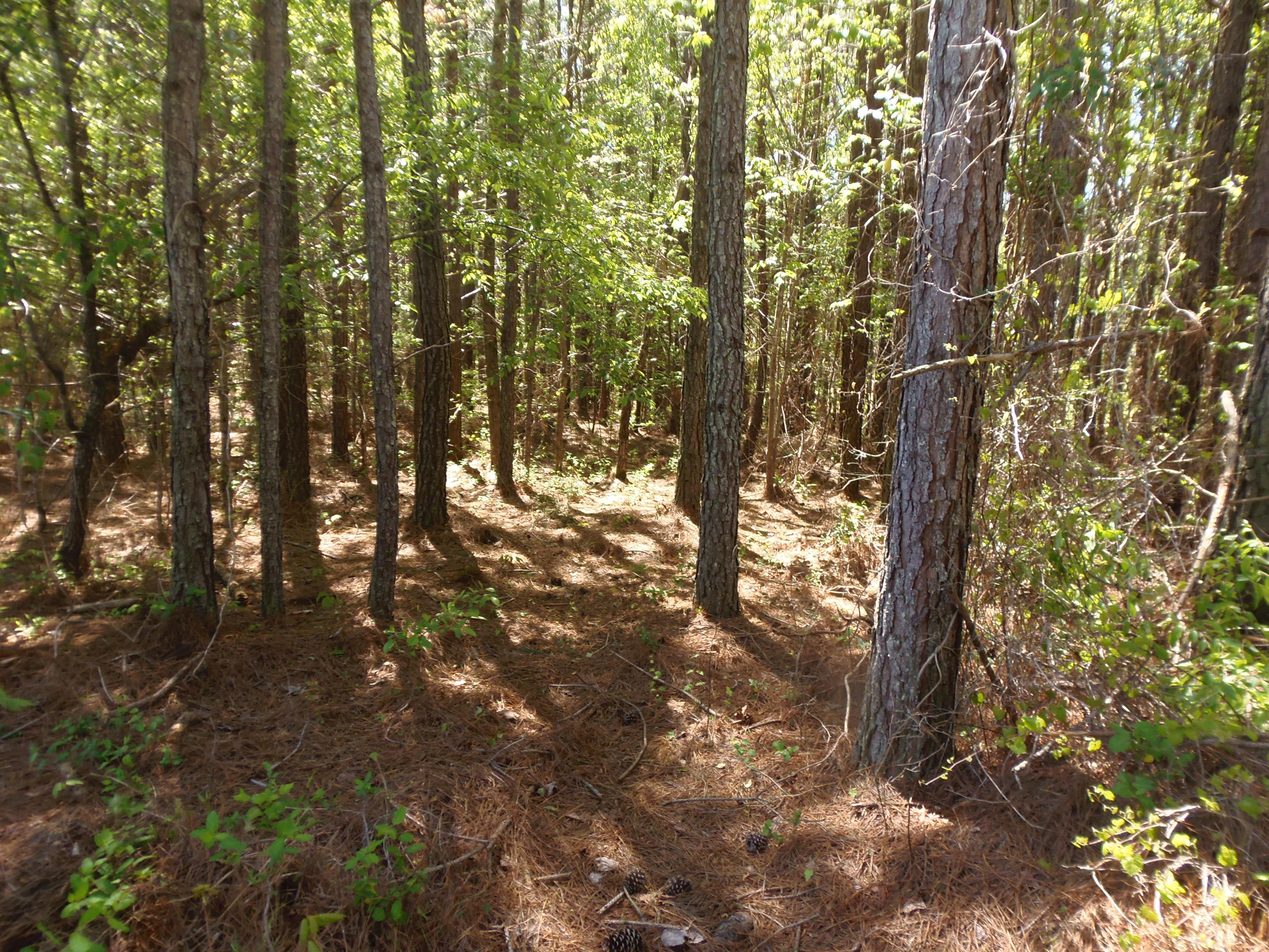 192 County Road Niota, TN 37826 - Photo 32 of 37 EASY TO WALK WOODED AREAS
