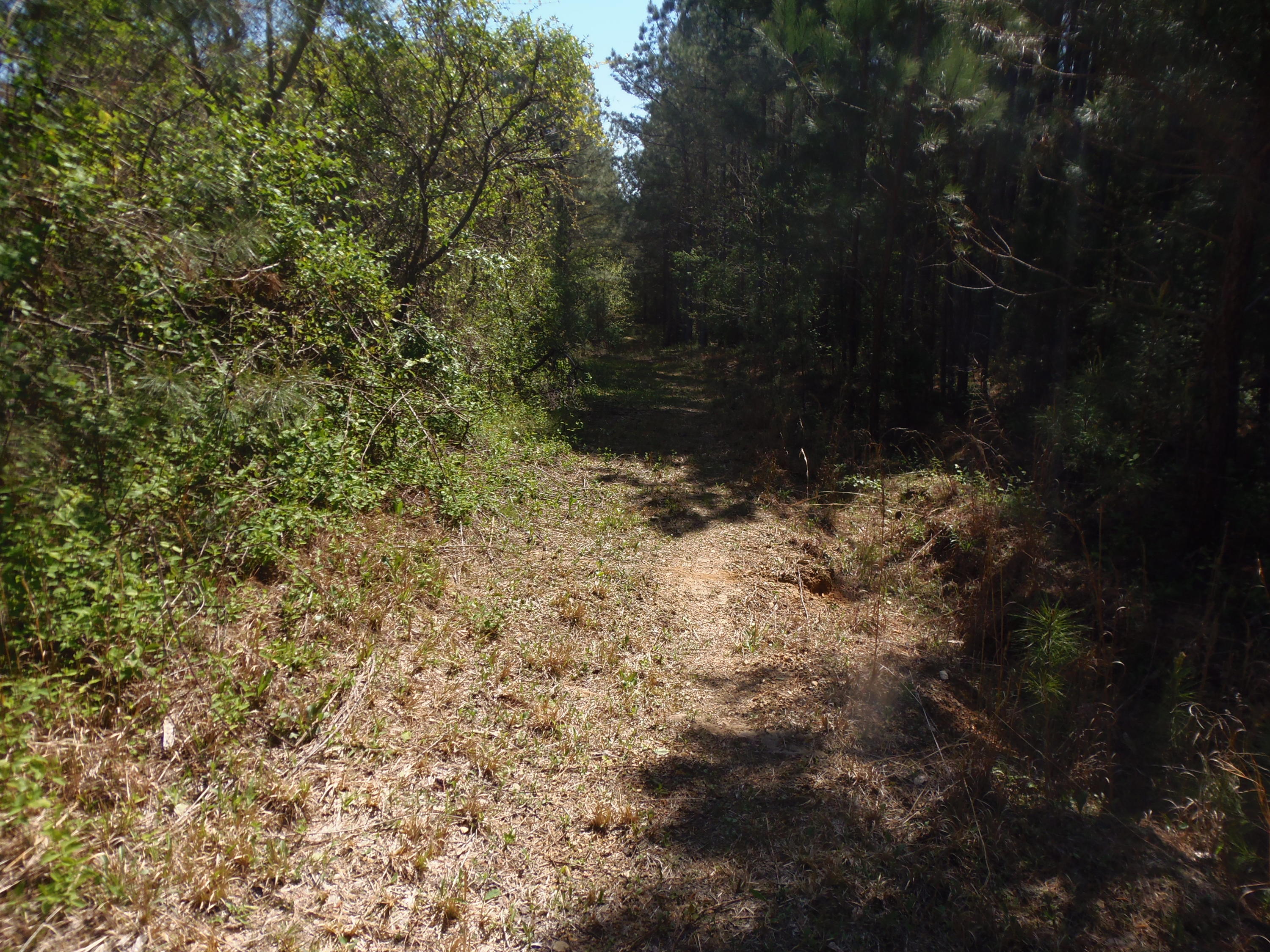 192 County Road Niota, TN 37826 - Photo 10 of 37 BOUNDARY IS BUSH HOGGED