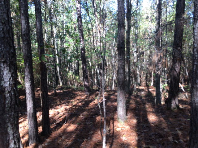 0 Macedonia Road Gloster, MS 39638 - Photo 12 of 21 Photo 12