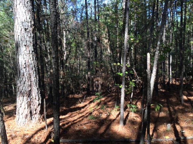 0 Macedonia Road Gloster, MS 39638 - Photo 13 of 21 Photo 13