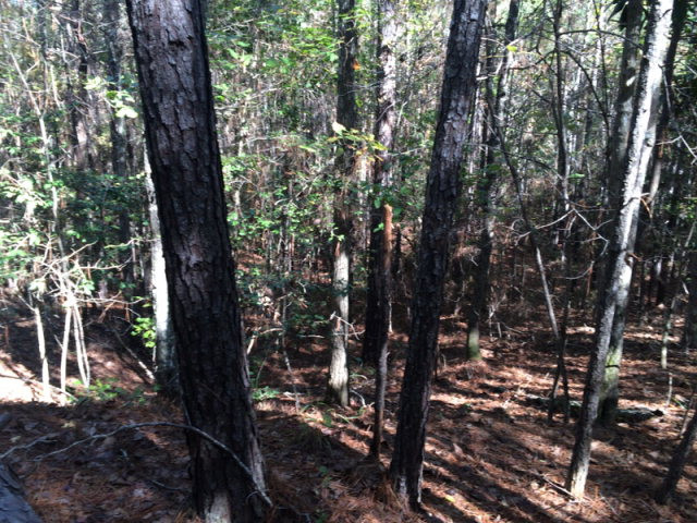 0 Macedonia Road Gloster, MS 39638 - Photo 14 of 21 Photo 14