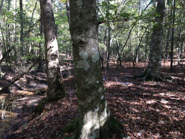 0 Macedonia Road Gloster, MS 39638 - Photo 15 of 21 Photo 15