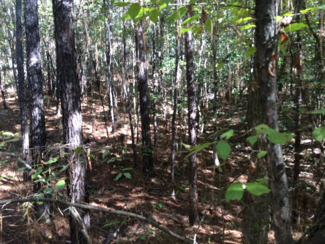 0 Macedonia Road Gloster, MS 39638 - Photo 17 of 21 Photo 17