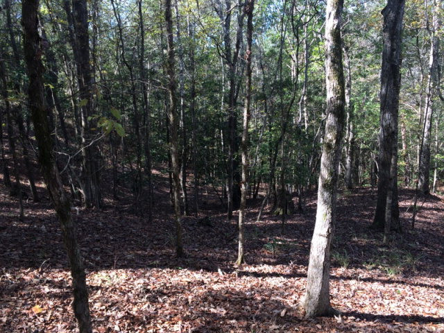 0 Macedonia Road Gloster, MS 39638 - Photo 19 of 21 Photo 19