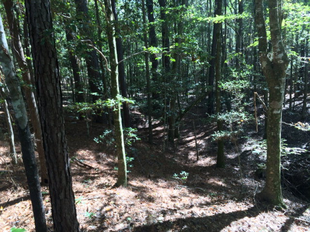 0 Macedonia Road Gloster, MS 39638 - Photo 5 of 21 Photo 5