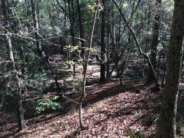 0 Macedonia Road Gloster, MS 39638 - Photo 9 of 21 Photo 9