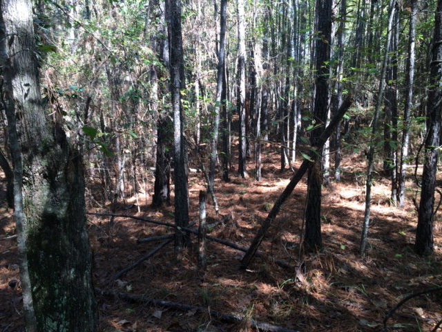 0 Macedonia Road Gloster, MS 39638 - Photo 10 of 21 Photo 10