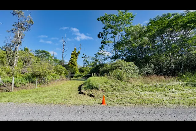 a view of a garden with a tree