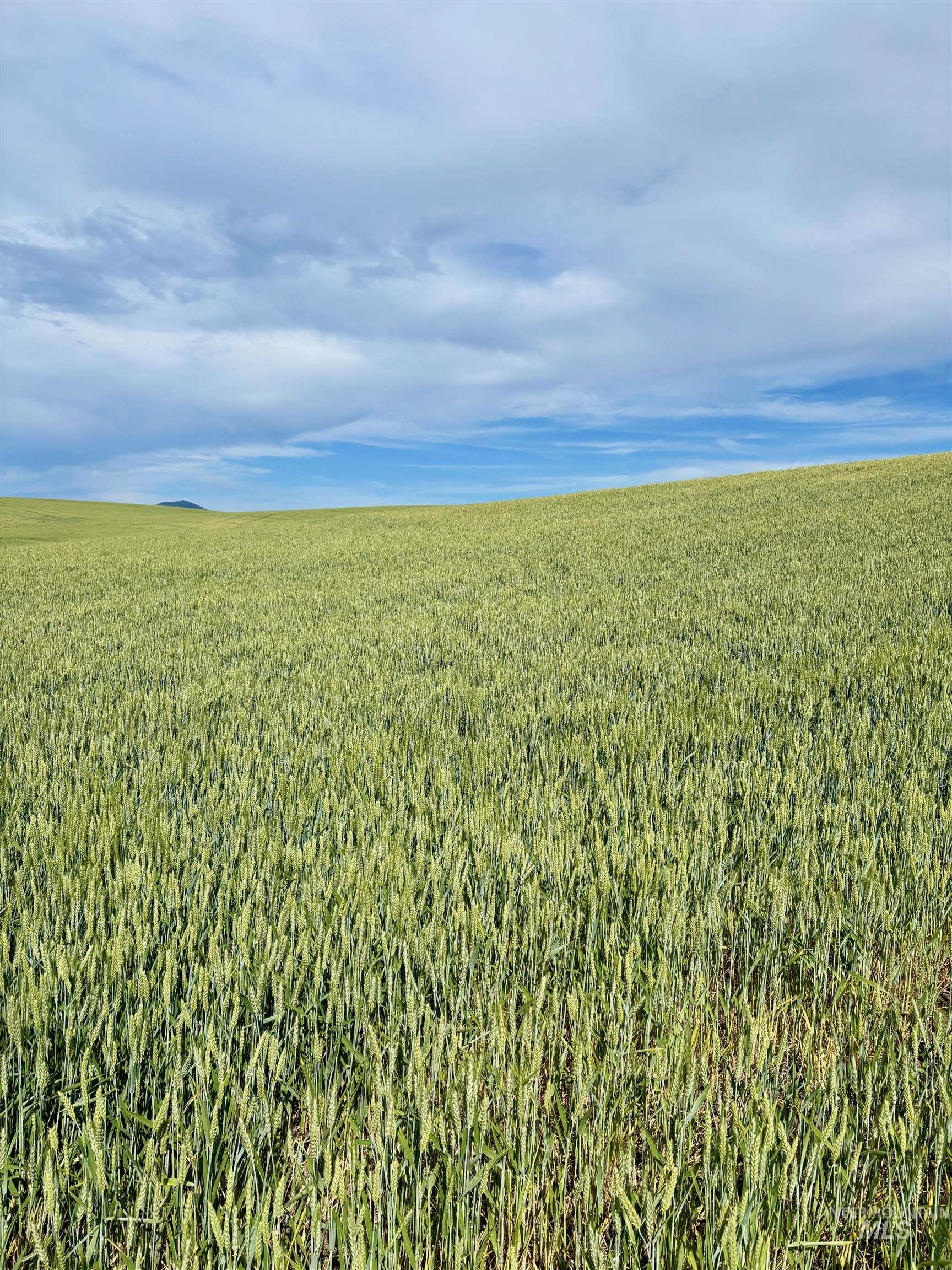 Tbd/000 Mix Road Moscow, ID 83843 - Photo 28 of 31 View of nature