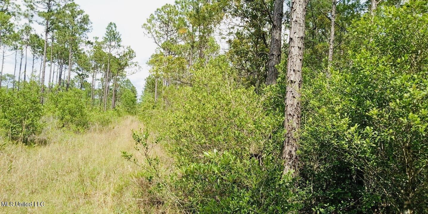 Grafe Homestead Road Moss Point, MS 39562 - Photo 10 of 11 53128706185999188741748289582492