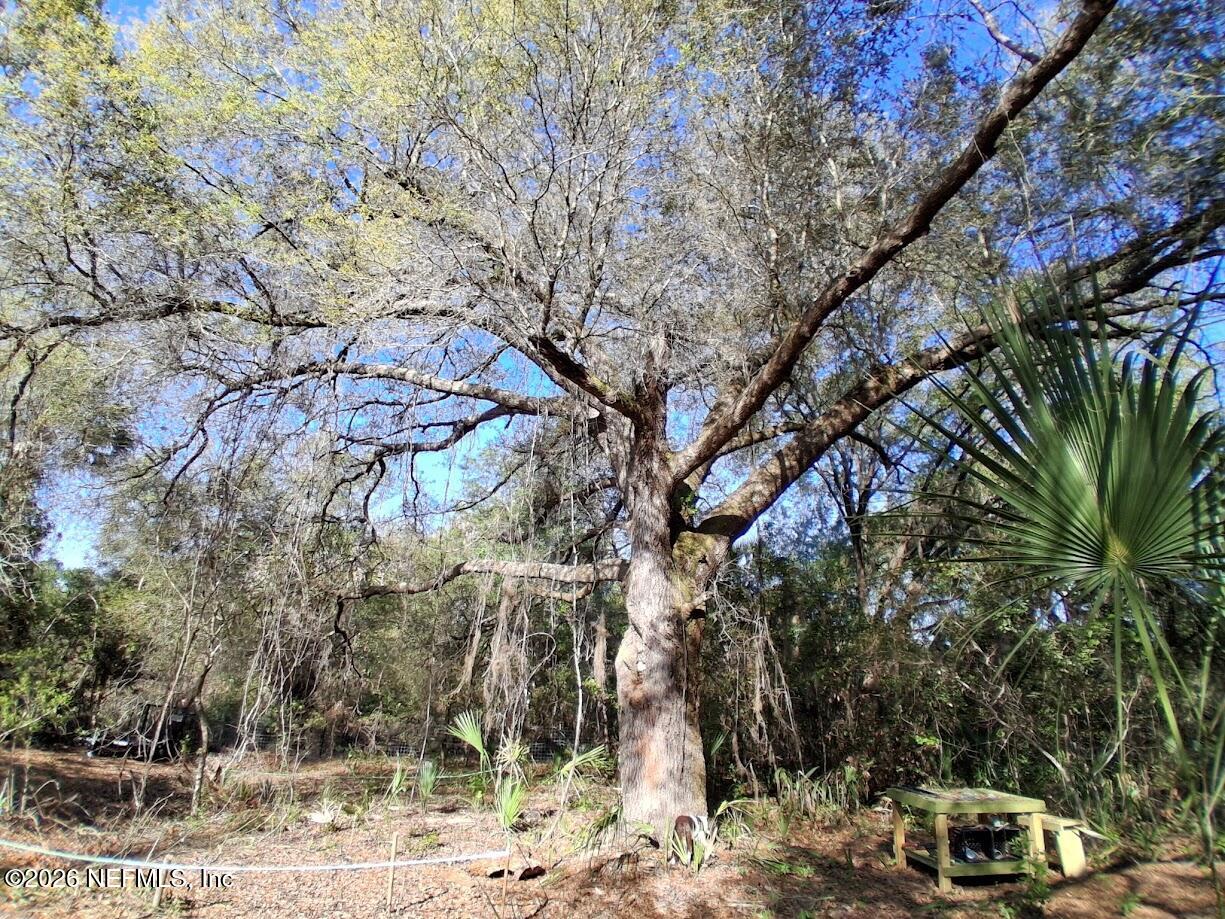 910 Paradise Boulevard Georgetown, FL 32139 - Photo 2 of 9 a backyard of a house with lots of trees