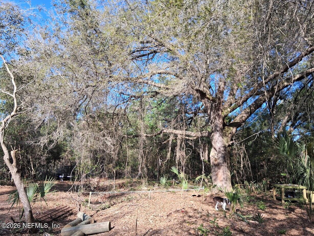 910 Paradise Boulevard Georgetown, FL 32139 - Photo 9 of 9 a view of a yard with trees