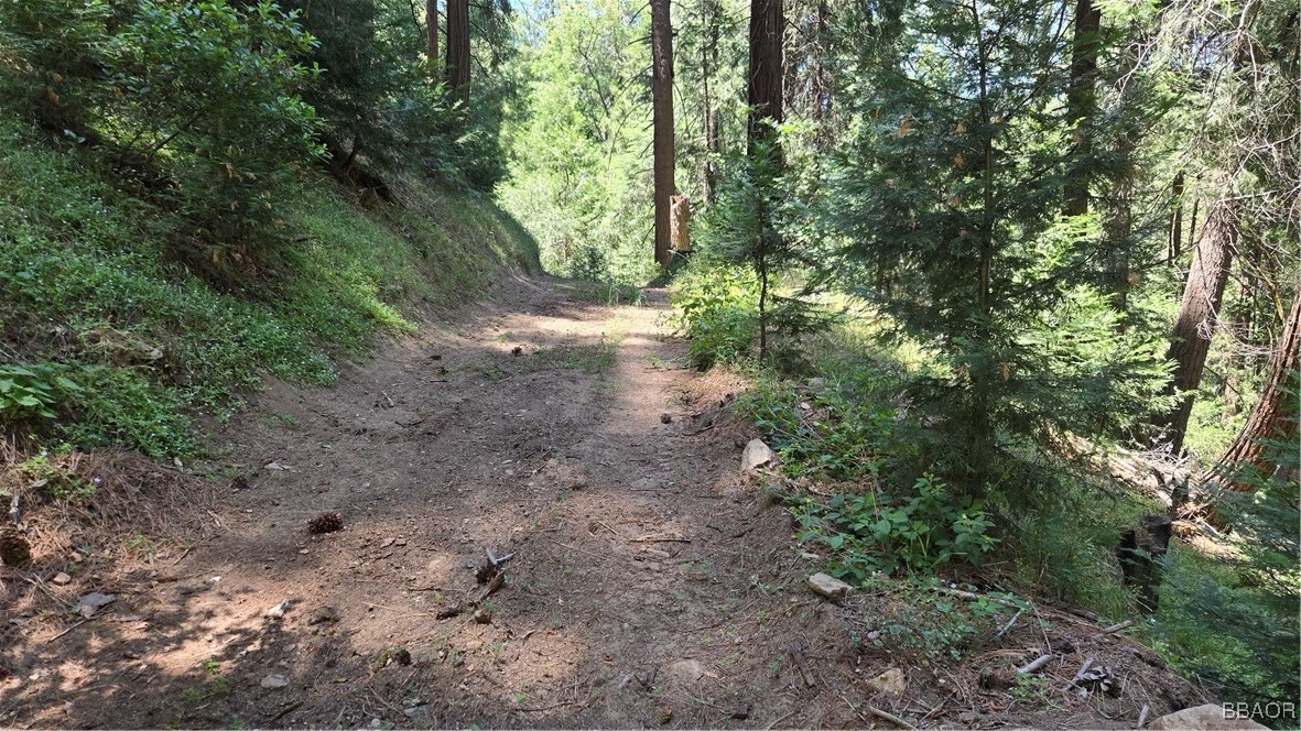987 Deer Run Road Cedarpines Park, CA 92322 - Photo 8 of 14 a view of a forest with trees in the background