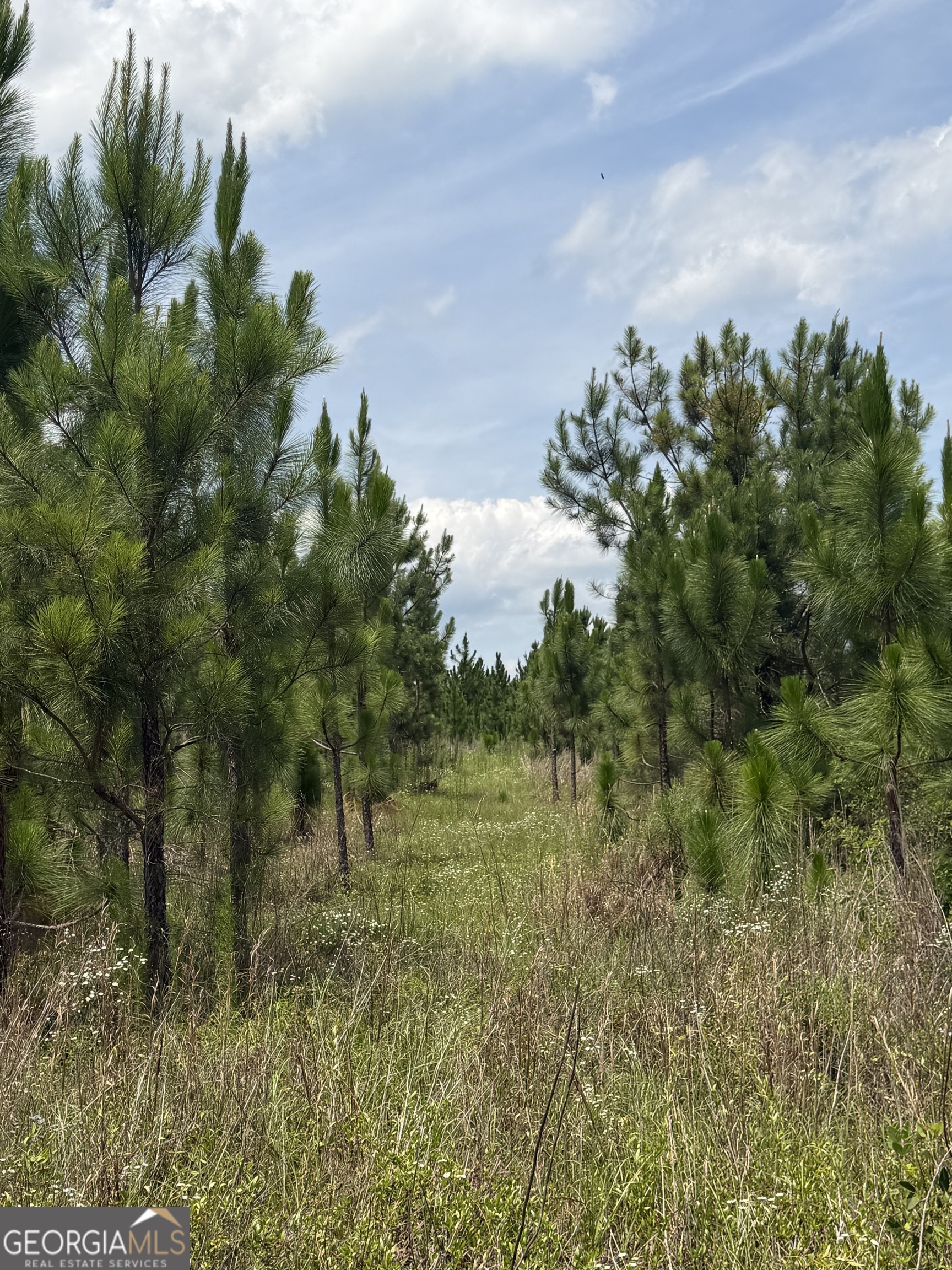 0 West River Road Rhine, GA 31077 - Photo 29 of 31