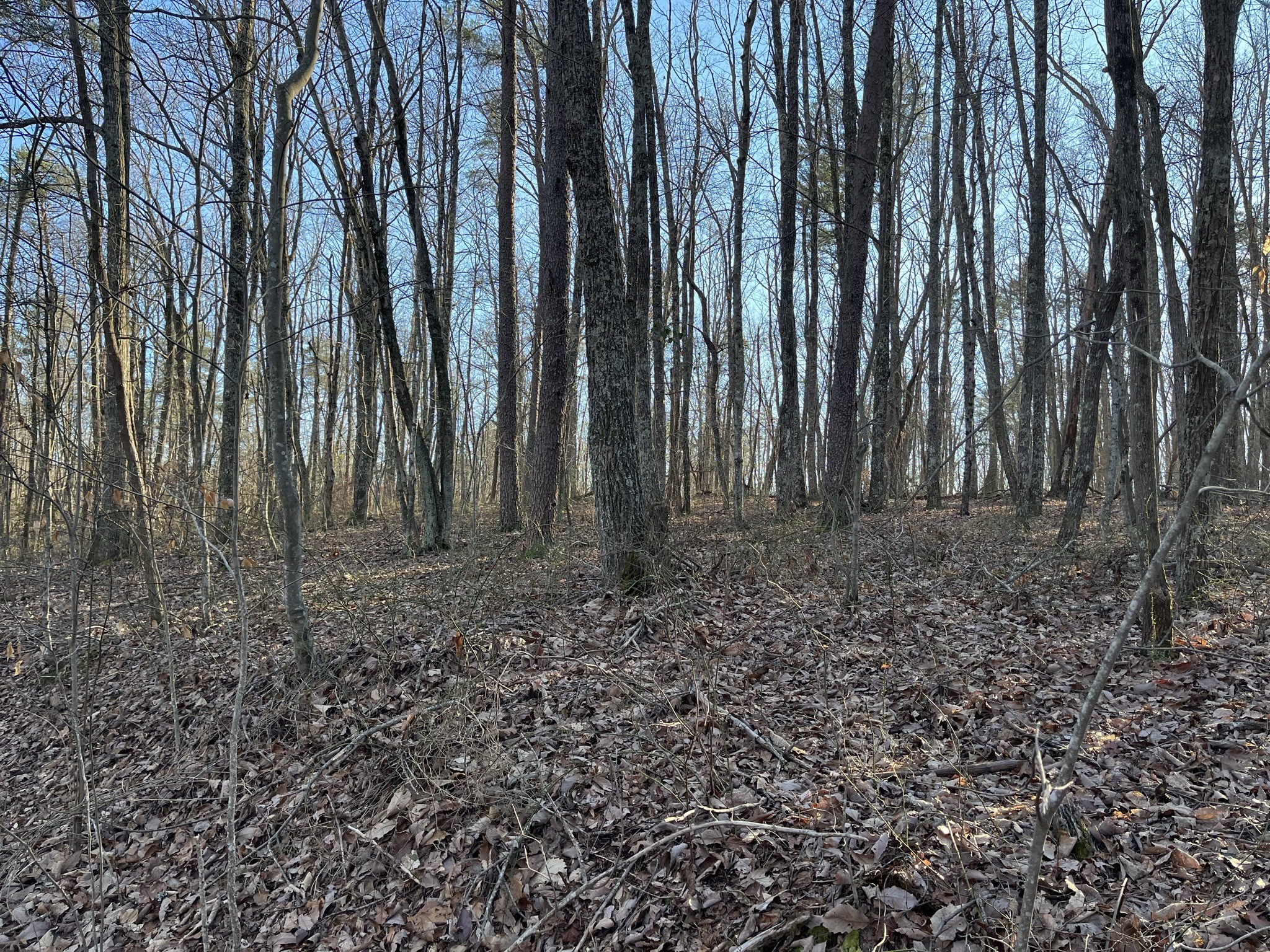 0 Spokelay Road Doyle, TN 38559 - Photo 5 of 6 Gallery Image 5