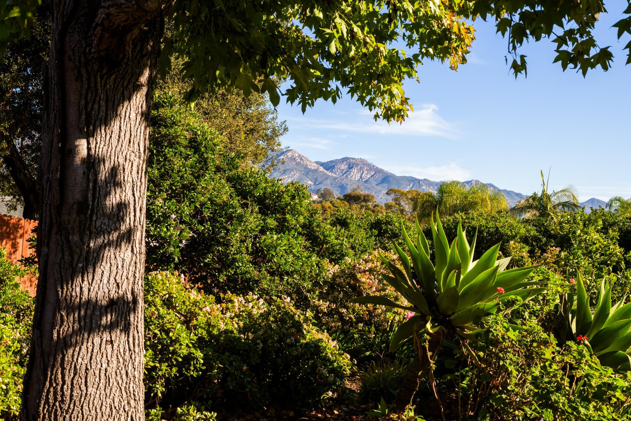 4840 Winding Way Santa Barbara, CA 93111 - Photo 4 of 22 a view of a tree in a garden