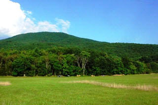 0 Vaughn Summit Road Rileyville, VA 22650 - Photo 1 of 1 Gallery Image 1