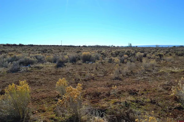 a view of a bunch of trees and bushes