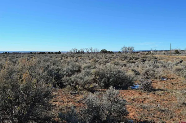 a view of a dry yard with lots of trees